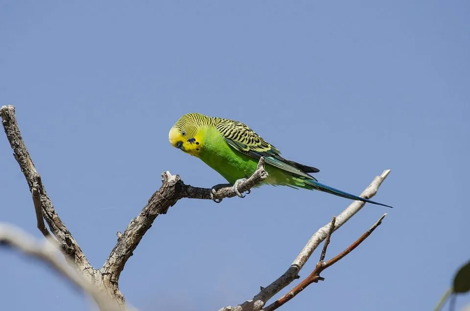 Budgerigars a very popular pet bird found across inland Australia with a population of about 5,000,000 worldwide.