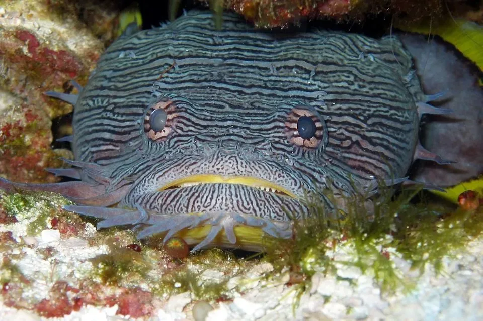 Fin-tastic Facts About The Toadfish For Kids