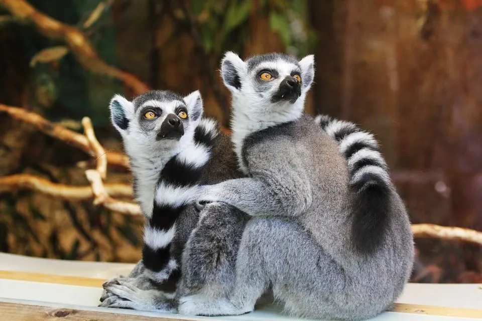 One of the best ring-tailed lemur facts is that ring-tailed lemurs are famous monkeys found in open lands and different protected areas of Madagascar.