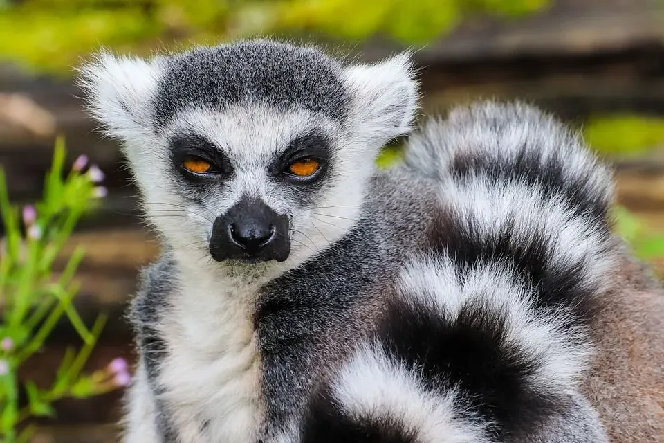 A ring-tailed lemur is often seen as a symbol of Madagascar and represents the different endangered animals on the island.