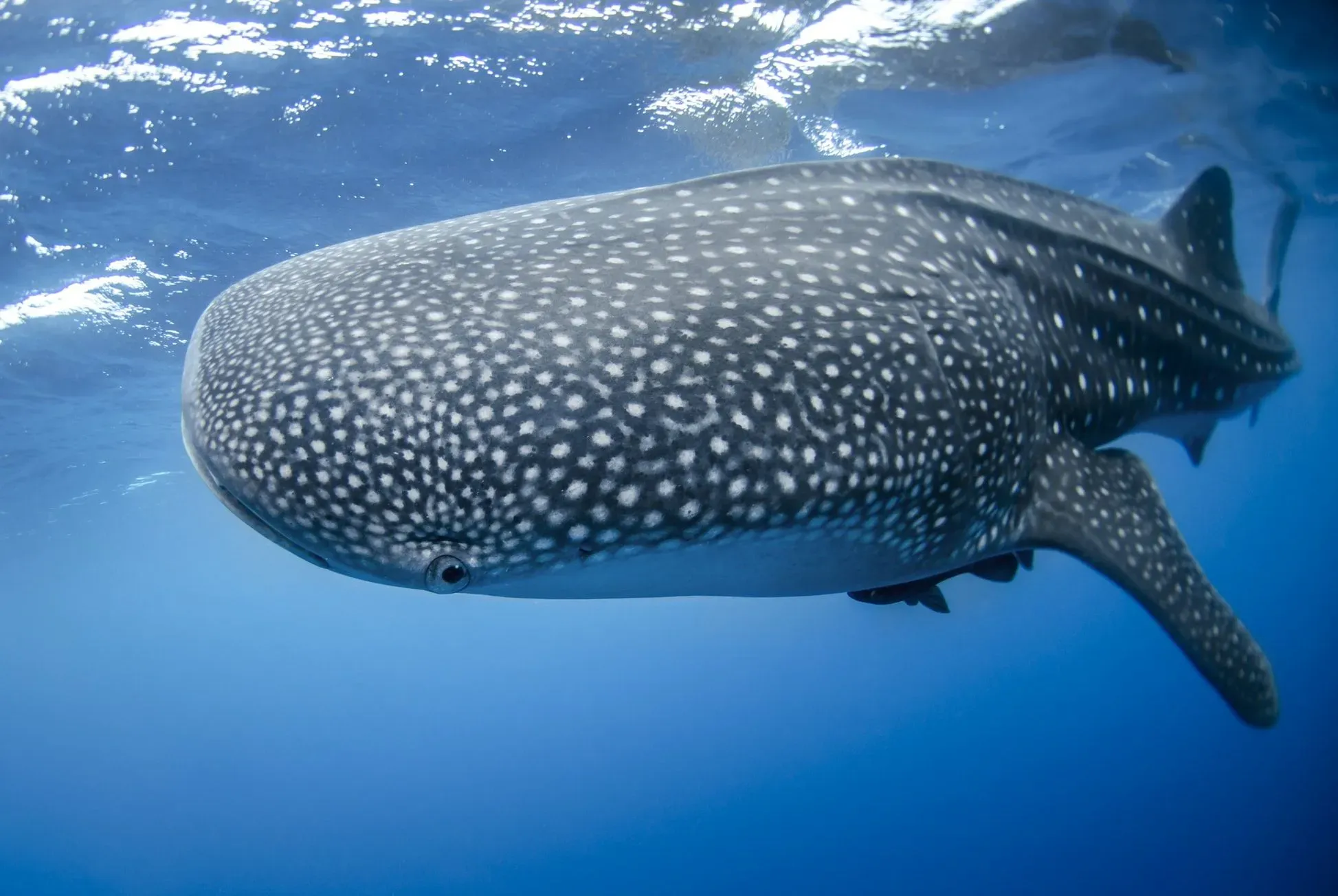 Whale sharks have unique stripes and spots all over their skin.