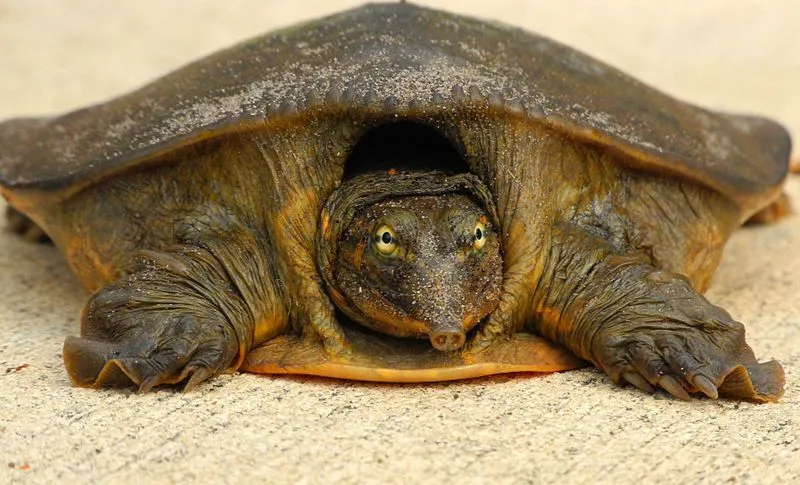 The flattened body and nose of the Florida Softshell Turtle are the most unique features.
