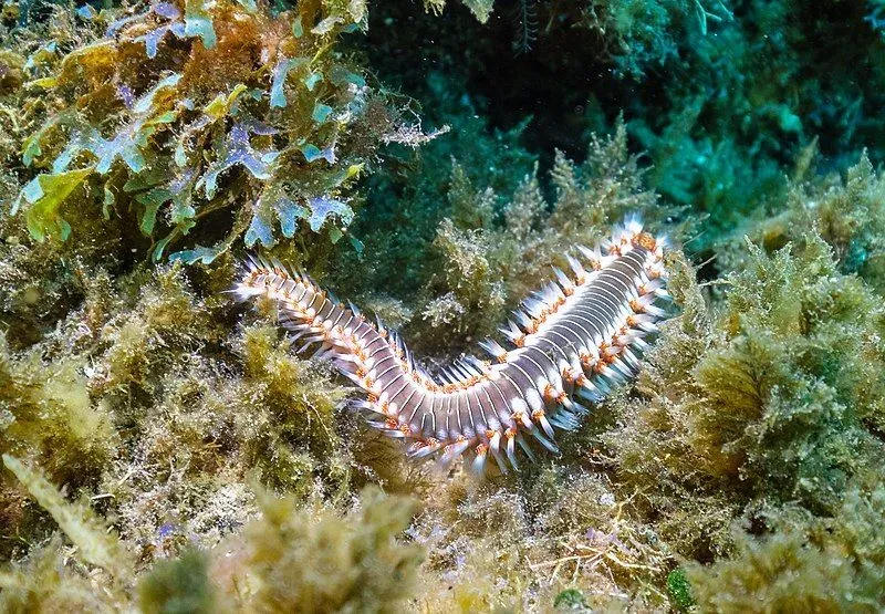 The various colors and bristles of this Bearded Fireworm are pretty.