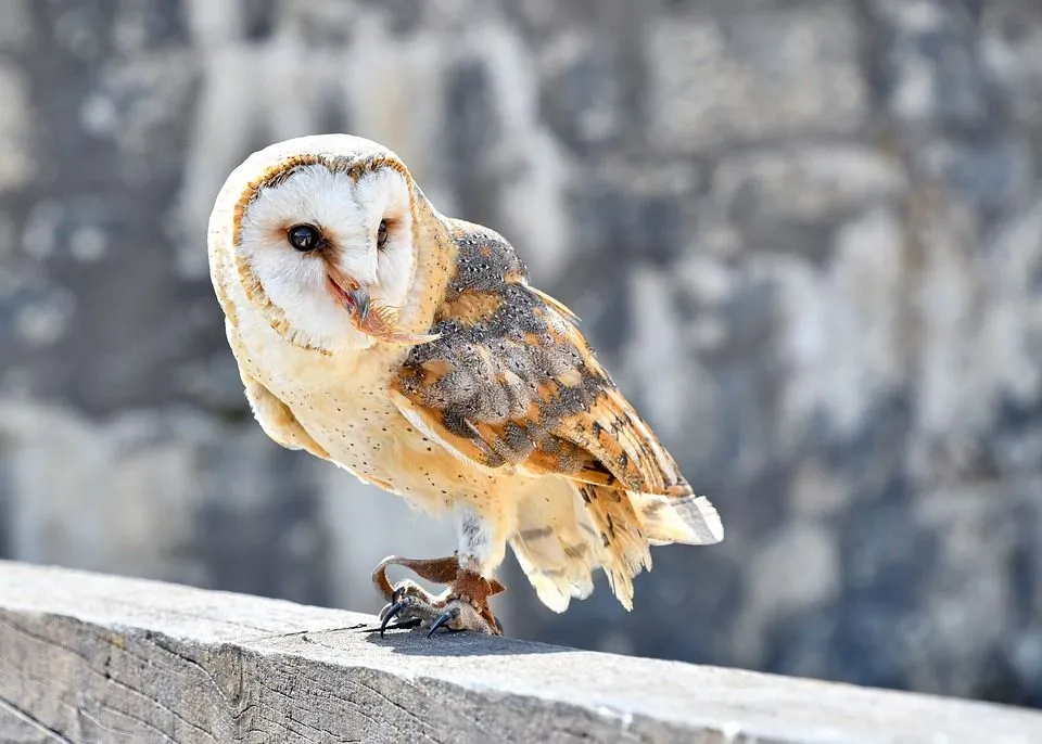 North American barn owl facts to feed your curiosity.