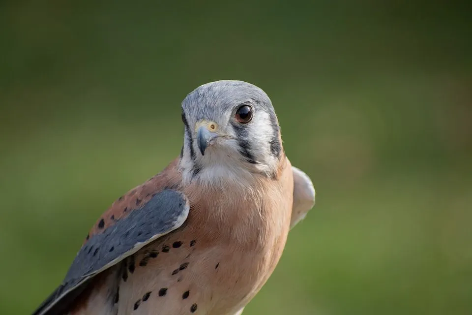American kestrels facts will render everything from their traits to appearances.