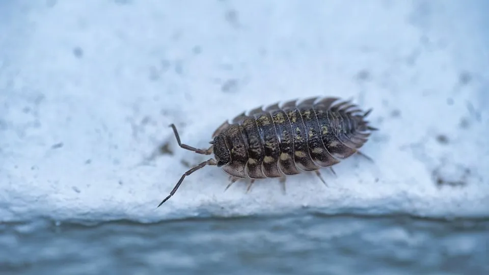 Female woodlice carry their eggs and their young long after they hatch inside their brood pouch which is connected with their bodies.