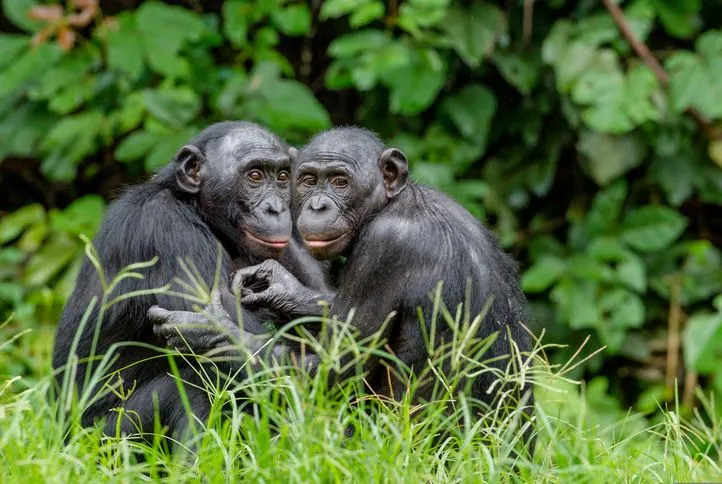 Fun Bonobo Facts For Kids