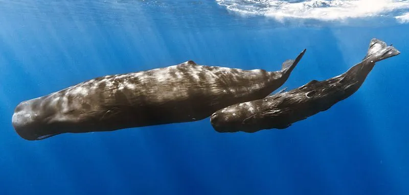 The Sperm Whale’s extraordinary appearance differentiates it from other varieties of whales.