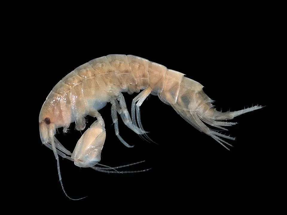 Shrimp have elongated bodies and a strong exoskeleton.