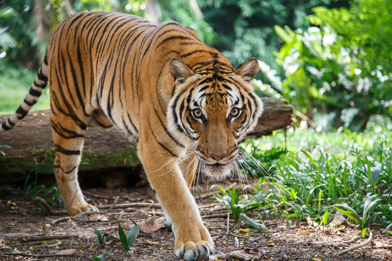 Fun Malayan Tiger Facts For Kids