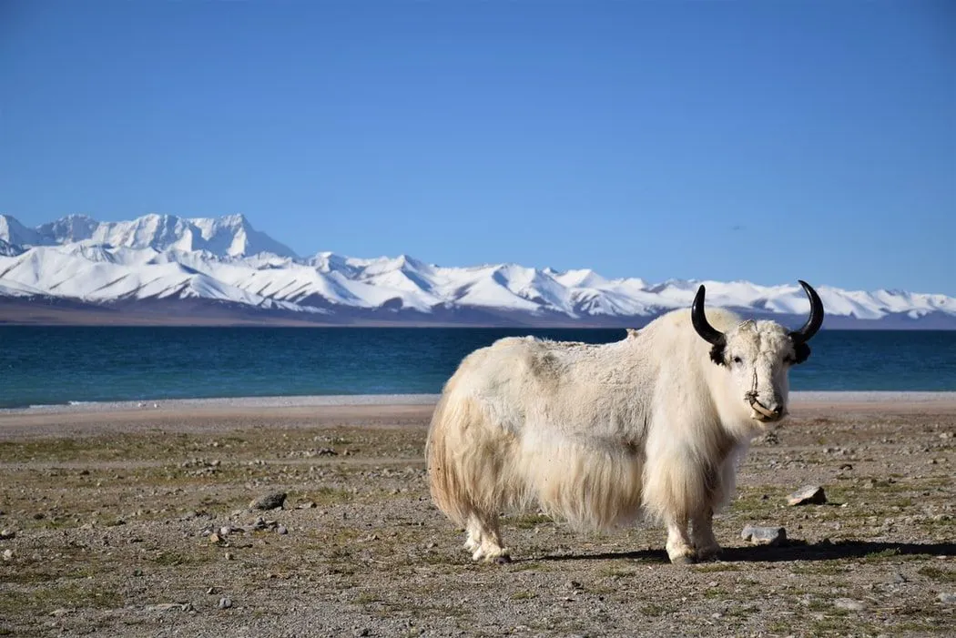 Amazing Yak facts for kids and adults.