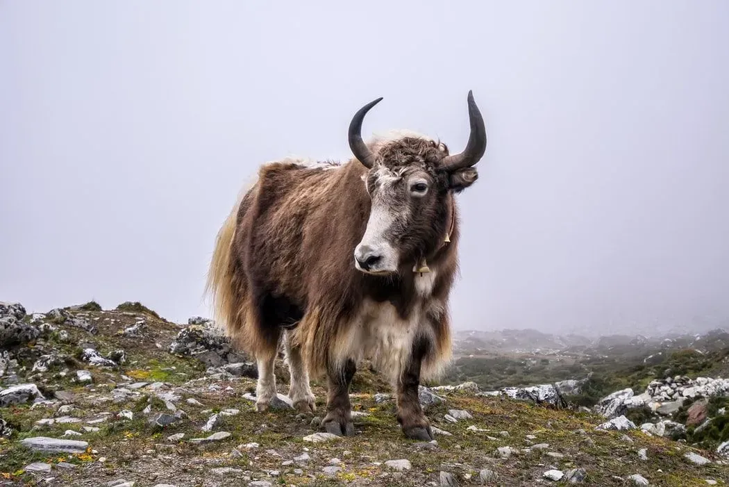 Yak is one of the smartest cattle animals.