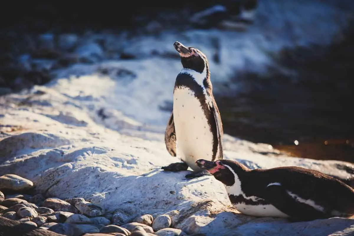 Humboldt penguins are slightly brown in color.