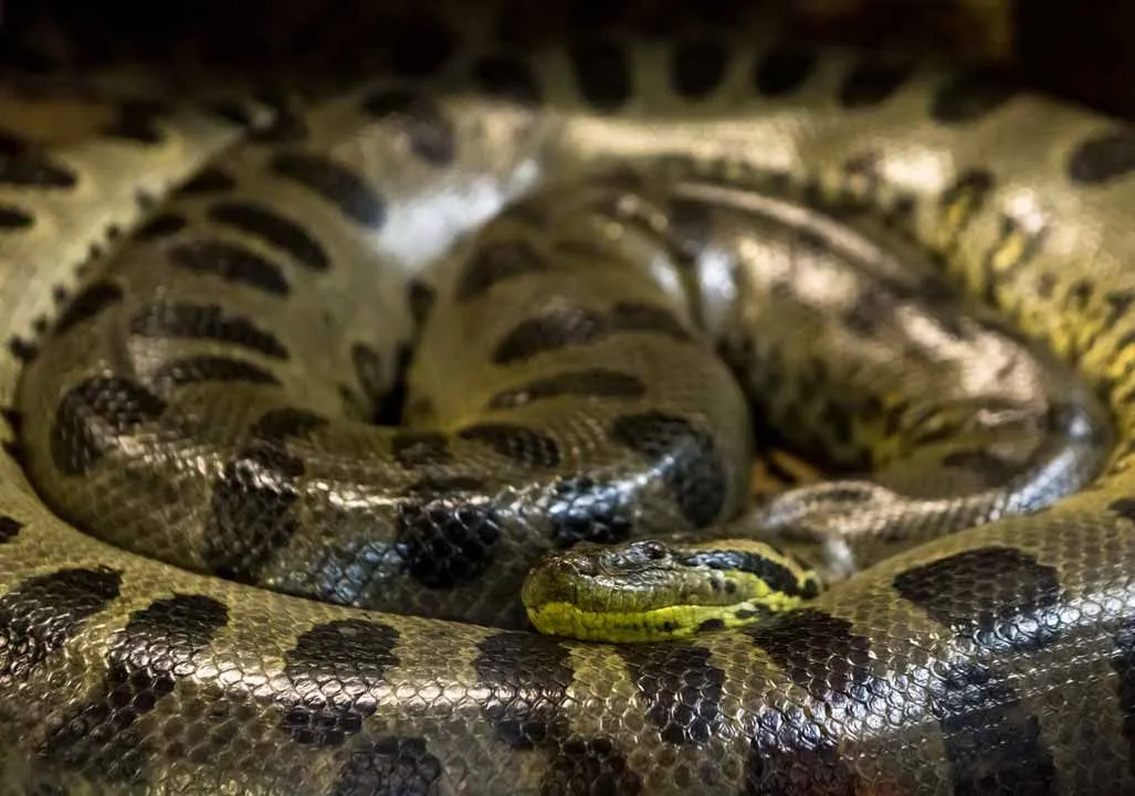 Check Out These Ssseriously Cool Green Anaconda Facts