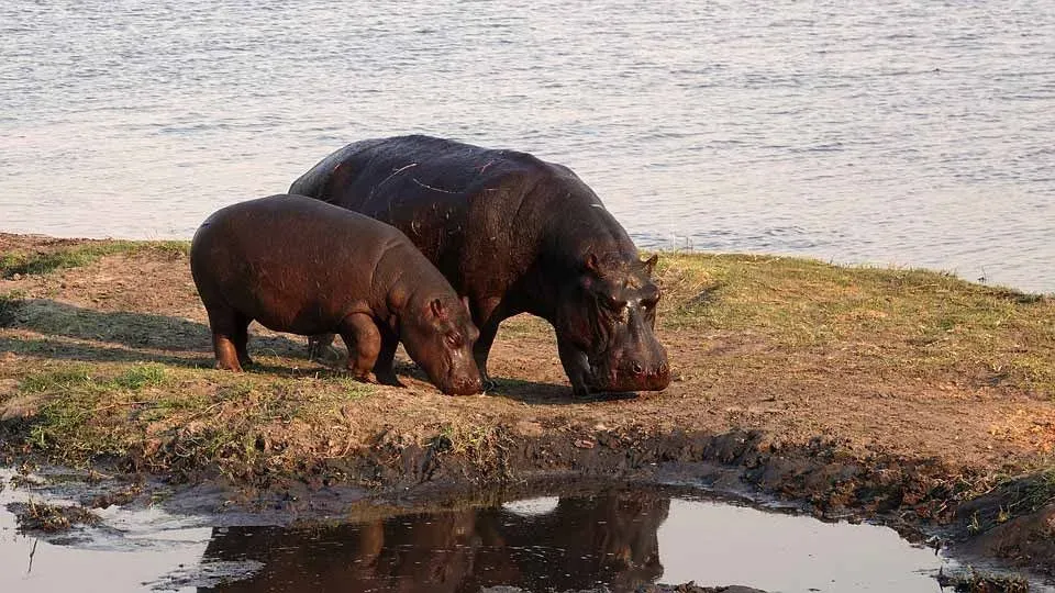 A hippo loves being half-submerged in water.
