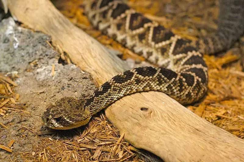 The diamond-patterned back is the reason for Eastern Diamondback Rattlesnake's name and its most identifiable feature.