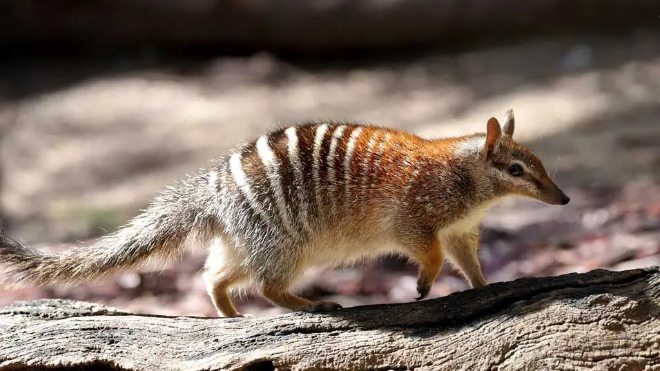 Fun Numbat Facts For Kids