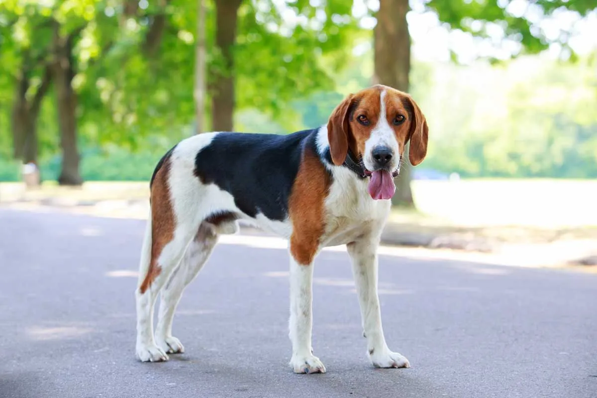 how fast can a american foxhound dog run