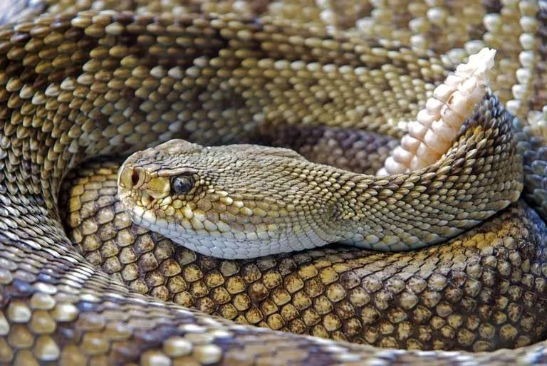 Fun Rattlesnakes Facts For Kids