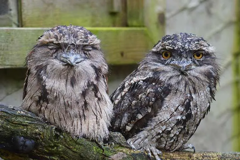 Tawny frogmouths (Podargus strigoides) are known to mate for life.