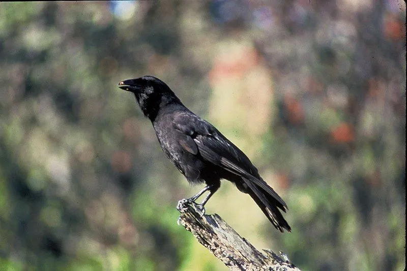 One of the best Hawaiian crow facts is that whilst this bird is extinct in the wild efforts are ongoing to restore them to the wild