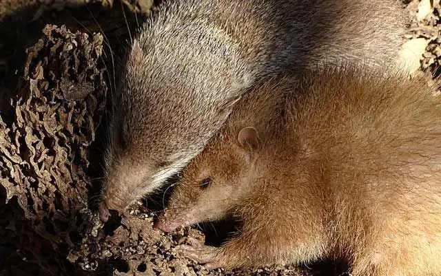 Tenrecs have a phenomenal sense of smell and hearing.