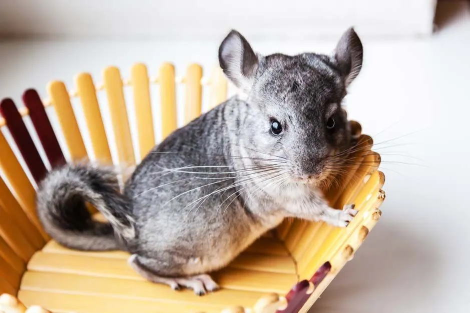 are chinchillas legal pets in australia