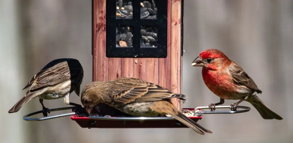 House Finch facts are great for bird lovers