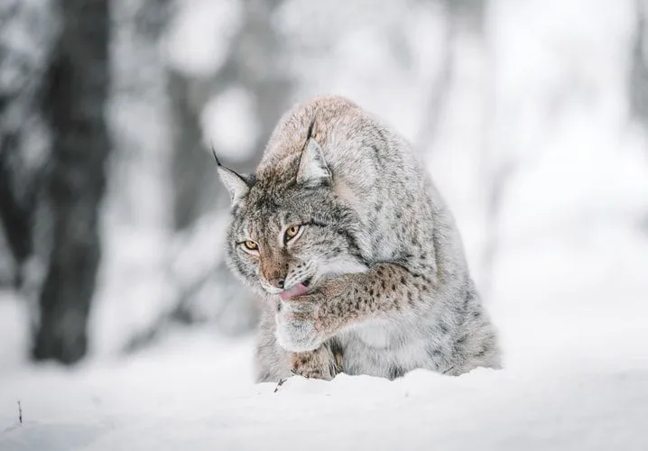Canada lynx are carnivores.