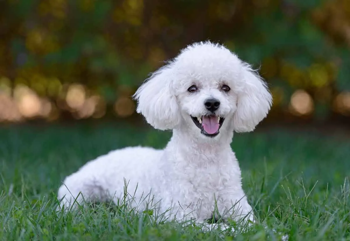 are poodles friendly with other animals