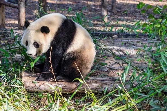 A giant panda bear has black and white colored fur.