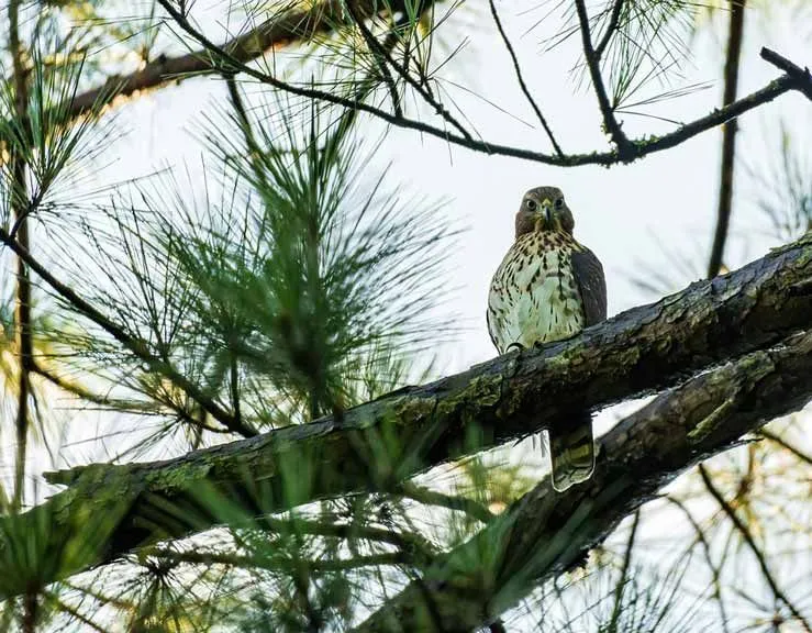 Cooper's hawk is one of the most popular North American birds