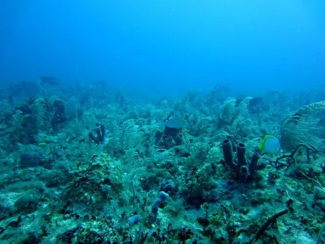 Los Black Dragonfish son difíciles de encontrar ya que residen en las profundidades del océano.