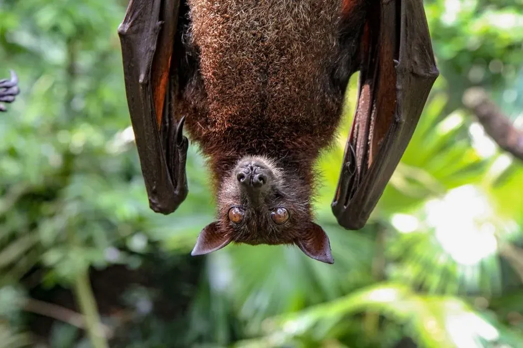 Mexican Free-tailed Bats are of a brownish-black color.