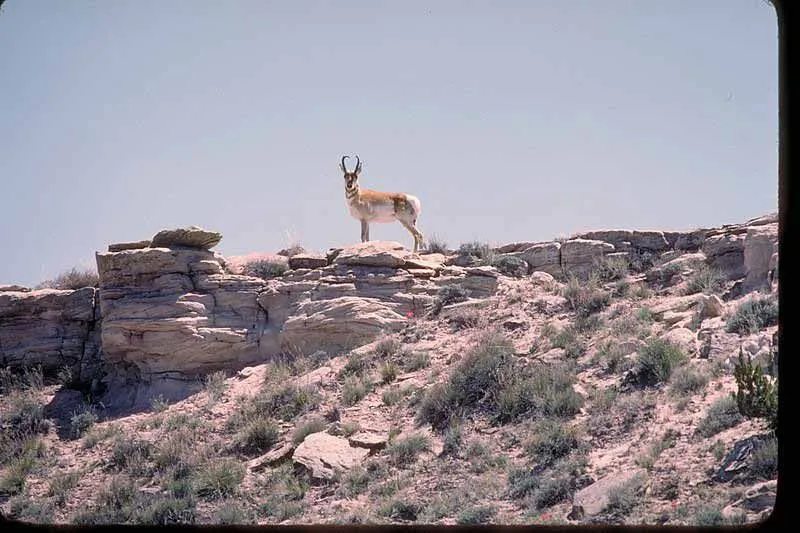 One of the best Sonoran pronghorn facts is that the Sonoran pronghorn can be found in southwest Arizona and northern Sonora, Mexico