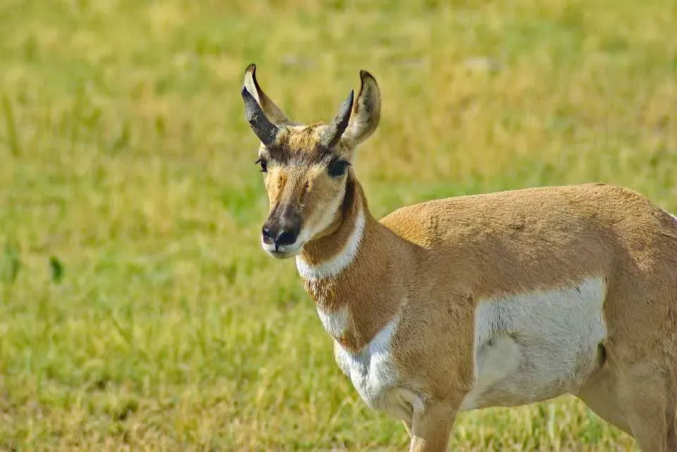 The swift-footed Pronghorn is one of North America's fastest mammals.