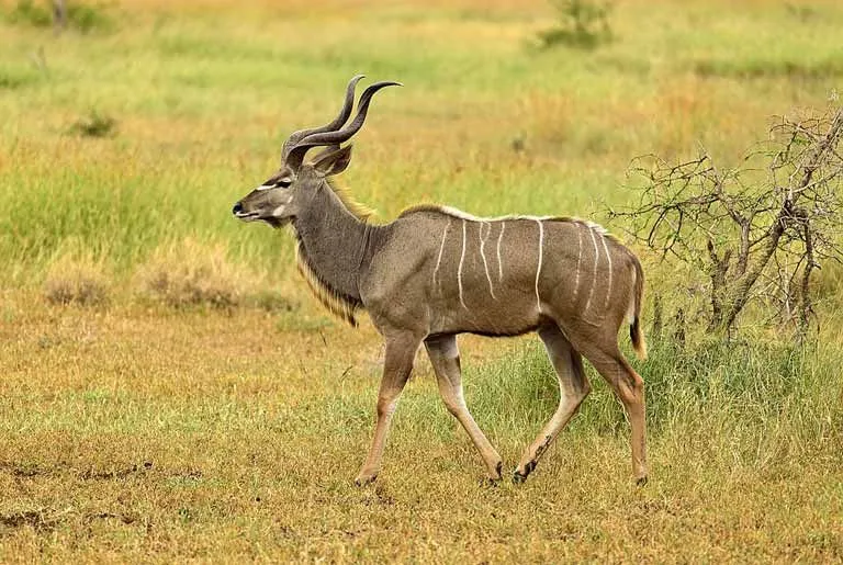 Male greater kudu have hair under their chin which looks like a beard.