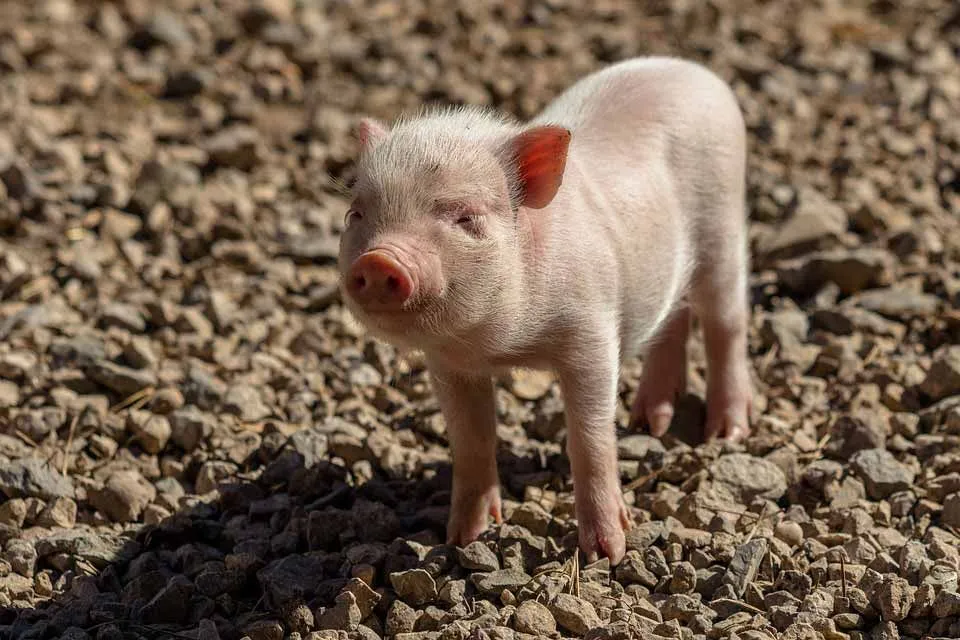 Fun Domestic Pig Facts For Kids