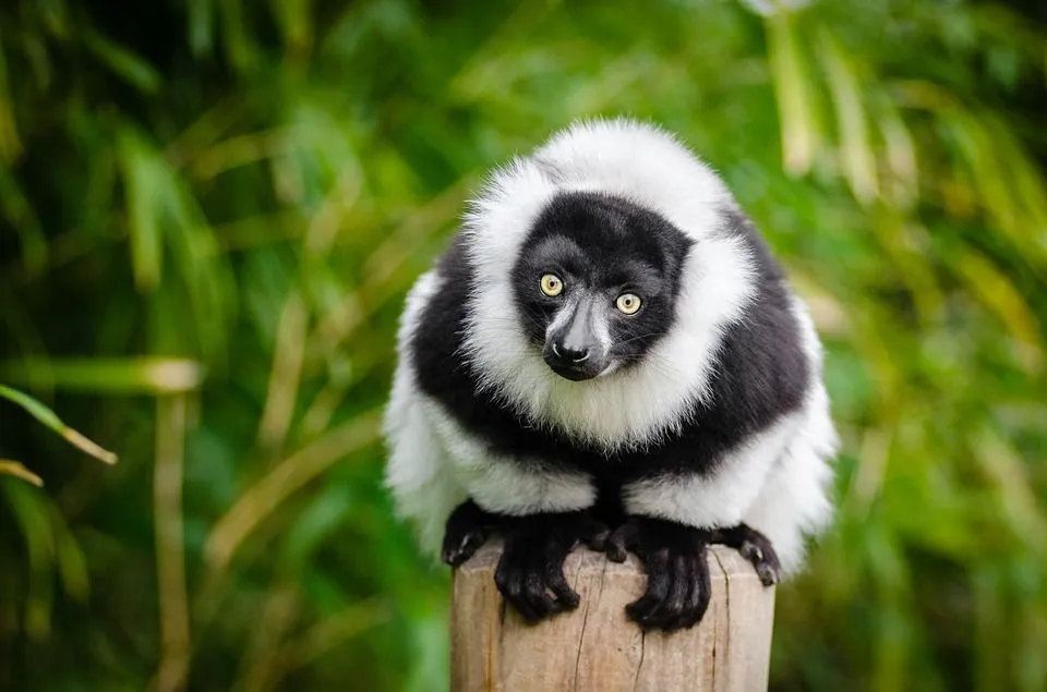 An indri lemur on a tree with its bright eyes always depicts a picture of a mildly surprised face!