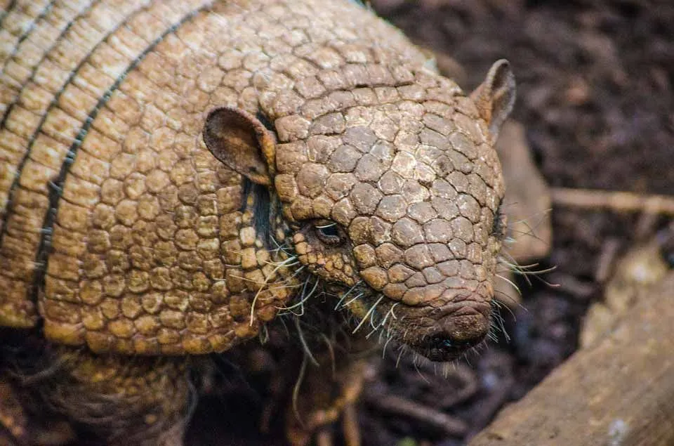 The nine-banded armadillo (Dasypus novemcinctus) rolls up into a protective ball and its armor is hard enough to save it from most predators.