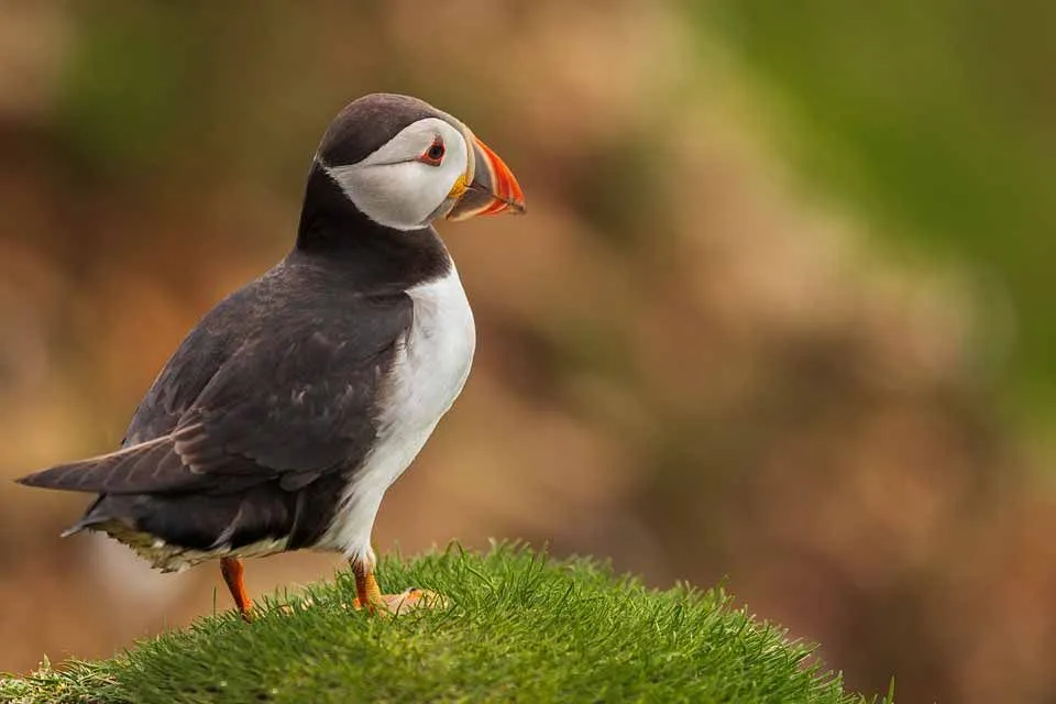 A Puffin has black wings and looks like a penguin.