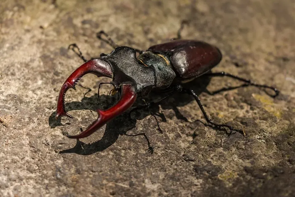 Stag beetles are chestnut brown in color.