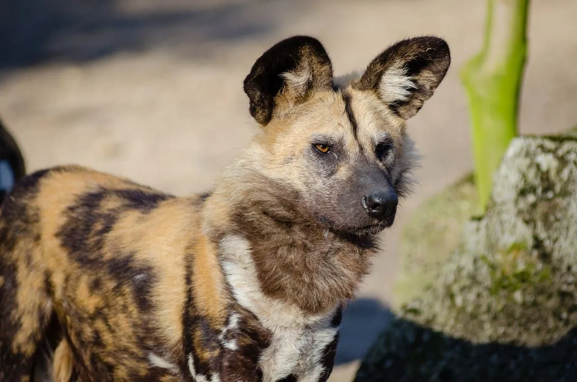 African wild dogs hunt in packs.
