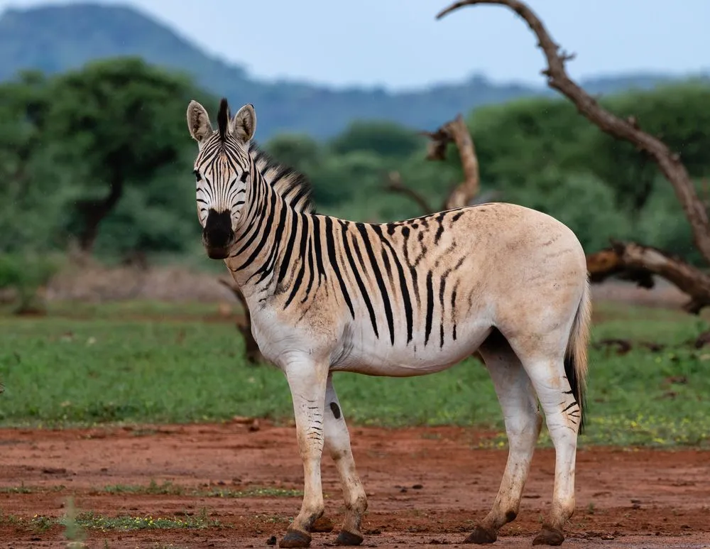 A quagga resembles a zebra.