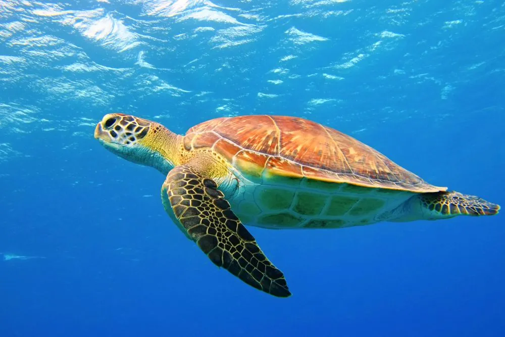 A Hawksbill Sea Turtle has a beak-like mouth.