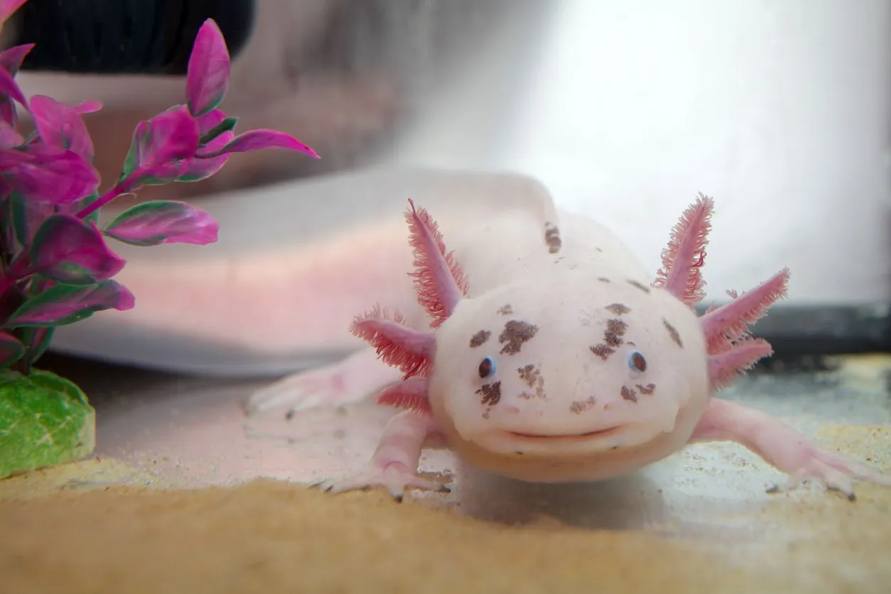 Axolotl 15 Facts You Won T Believe