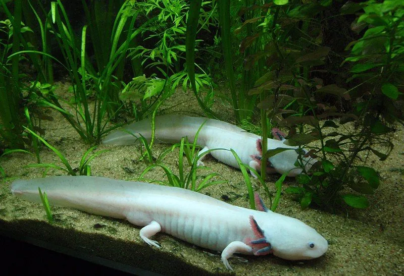 Axolotl facts are good to know more about amphibians.
