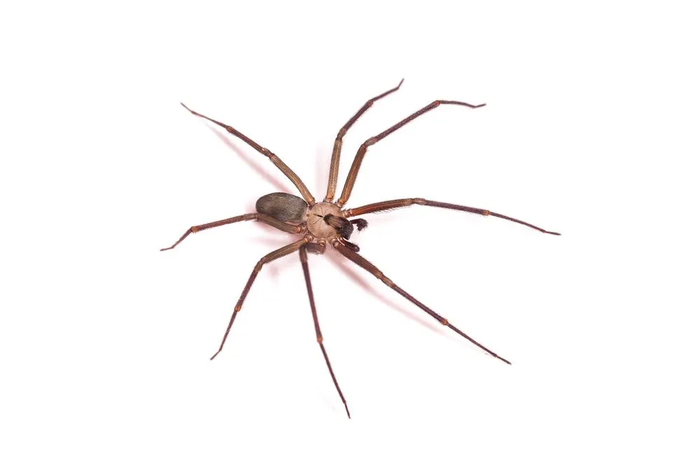 A dark brown recluse spider has a neck that resembles a violin.