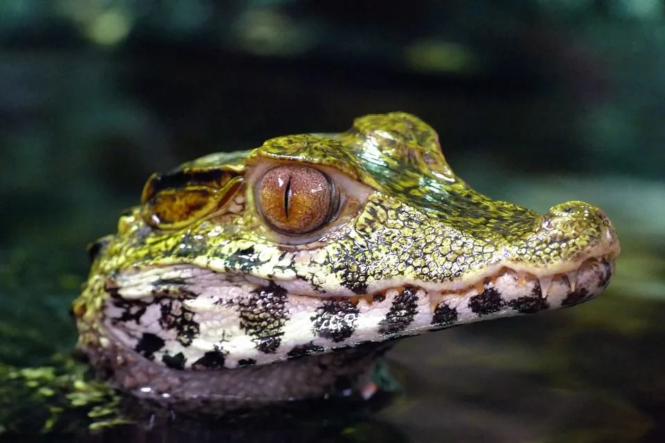 A spectacled caiman is found in different colors like olive, brown, grey, and black.