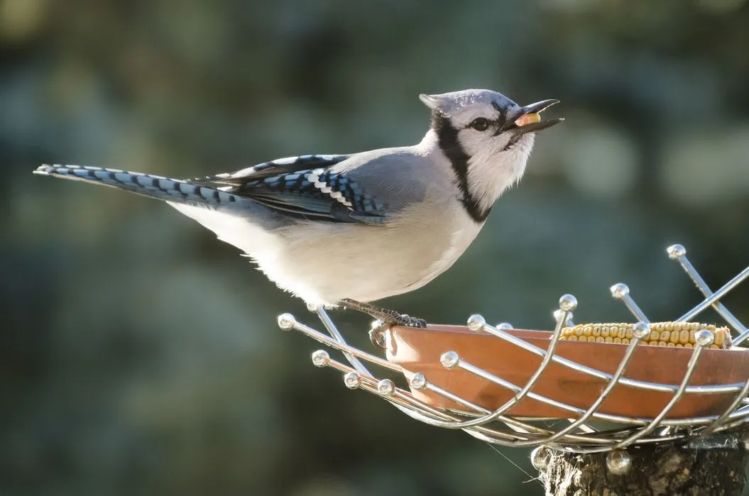 Fun Blue Jay Facts For Kids Kidadl